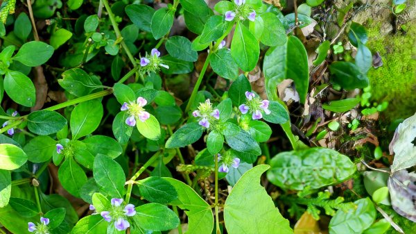 紫花酢醬草2739932