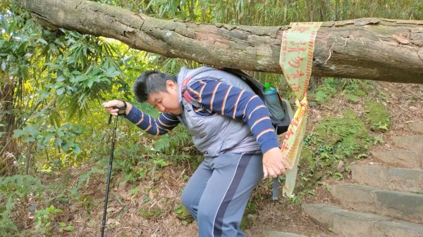 平菁街42巷櫻花怒放1251468