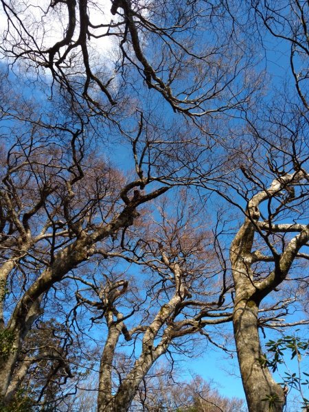 雙鳥縱走+那結山1312842