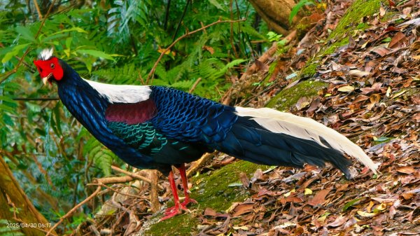 翡翠水庫壩頂 #火燒雲雲海 #日出雲海 #鱷魚島 #藍腹鷴 4/292773479