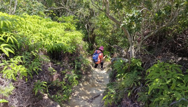 (姨婆趴趴走)第四十三集:攀登連走奇岩山、軍艦岩、丹鳳山2499515