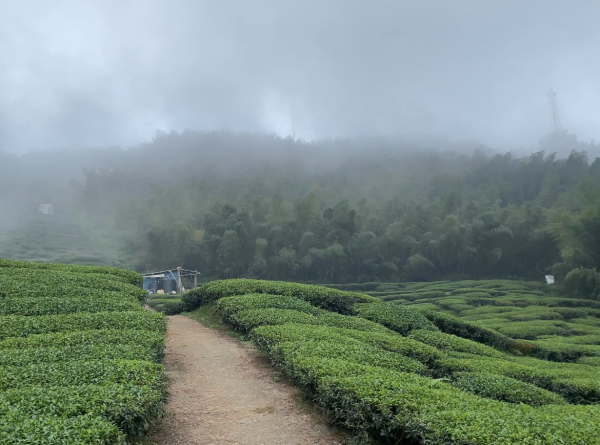 《走過霧裡的茶園古道，走進生活的溫柔裡》雲嘉連峰北段西麓三古道（大坪古道、學生古道、龍興古道）、太平山、馬鞍山、碧湖山、琥珀社咖啡莊園、上碧湖步道、碧湖步道
