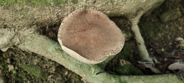 2025/08/09_赤柯山+東獅頭山步道2856290