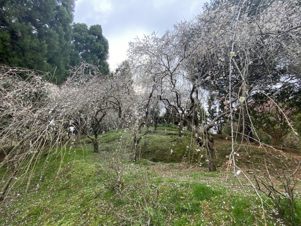 野馬瞰山1575664