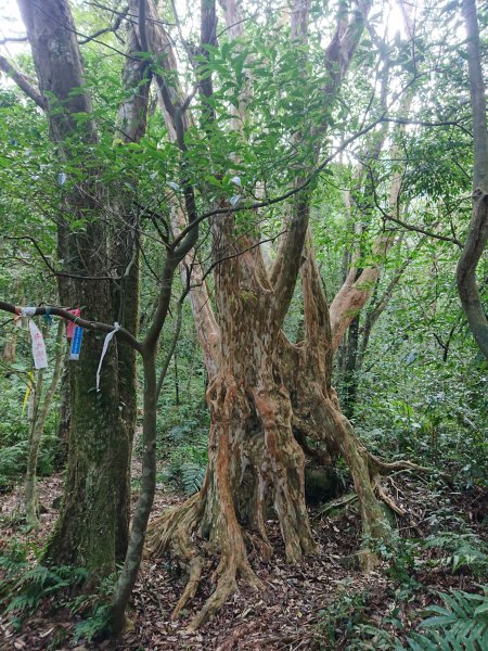 水田林道上貴妃山-鞍部石猴-那結山O型走1307493