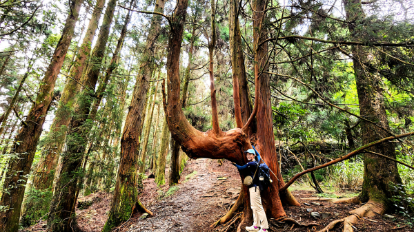 【中級山】五星級步道，谷關七雄馬崙山（八壯士進，斯可巴出）