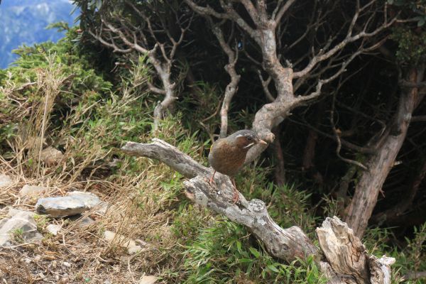 合歡山群峰(尖山) 石門山(北峰)哈哈山140643