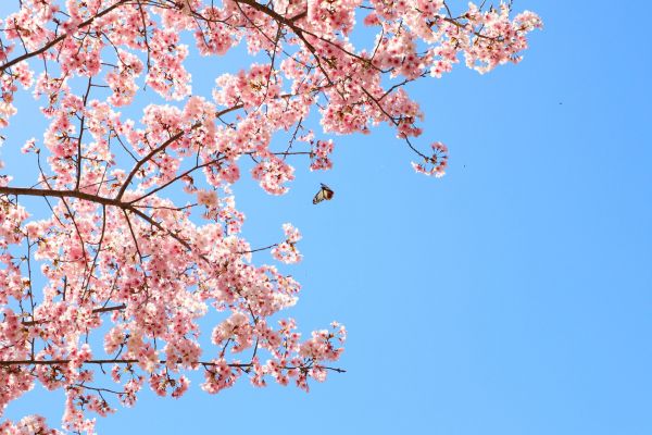 拉拉山的櫻花286528