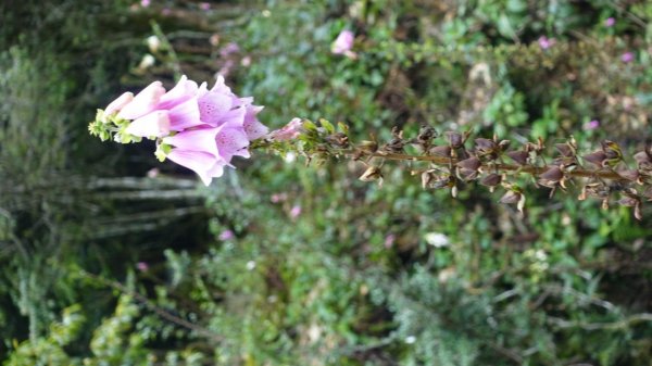 雙龍林道上巒安堂西巒大山1778738