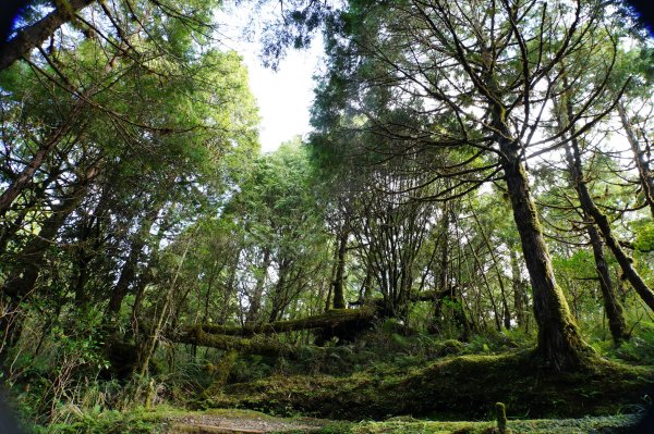 宜蘭 大同 望洋山、翠峰湖步道、山毛櫸步道2880736