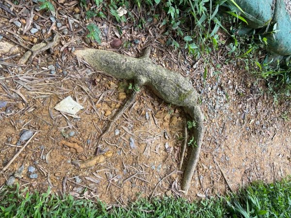 2025/7/27微笑山線_天上山系_烘爐地土地公2867413