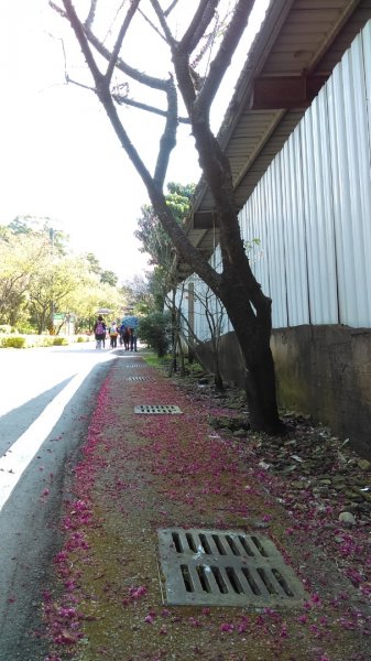 絢麗燦爛的滬尾櫻花大道、景致優美的天元宮874755