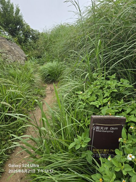 2025-06-21臺北大縱走第二段：二子坪至小油坑2821078