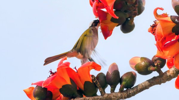 《臨江仙。黃花風鈴木》2735397