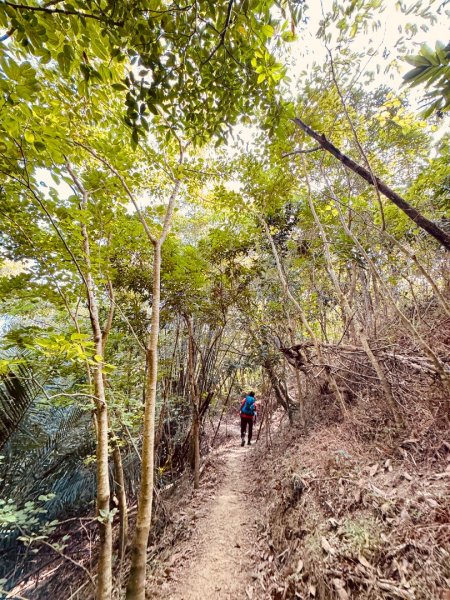 烏山嶺水利古道順走竹高崙山3連峰2669920
