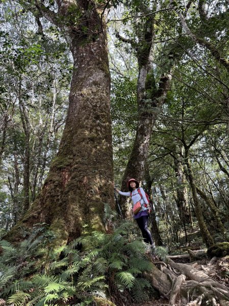 塔曼山 連走 拉拉山森林遊樂區 O繞 202510112923683