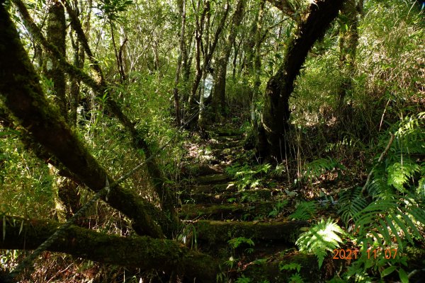 新竹 尖石 鎮子堡山、西納基山1507897