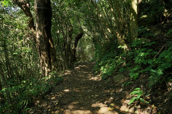 【步道小旅行】雲森瀑布步道3100