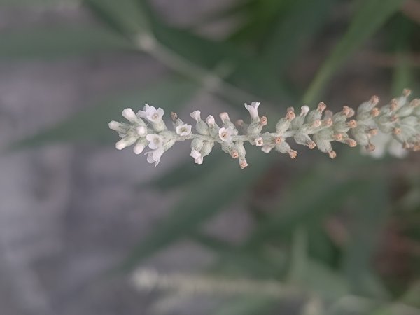 盆貿里山三盆連走2749516