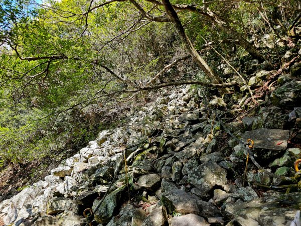 波津加山-谷關七雄(老四)3015168