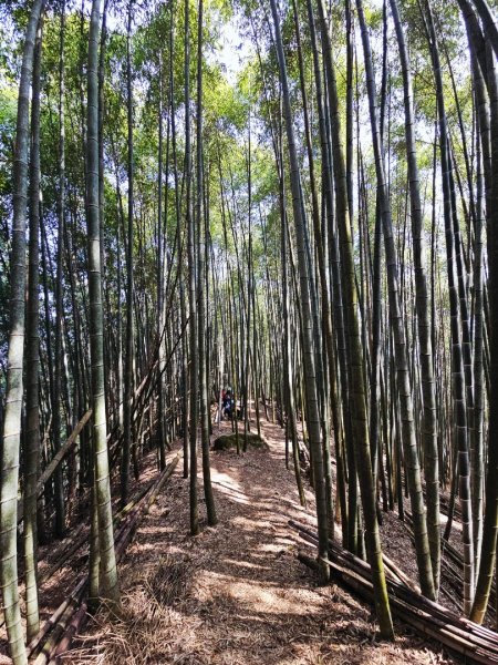 溪頭四秀 - 南投縣鹿谷鄉3023271