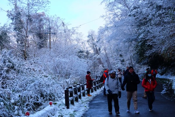 拉拉山神木上的雪白上衣1232621