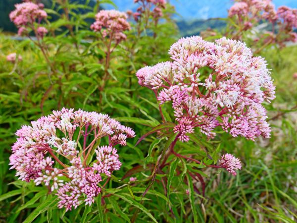 合歡山南峰主峰連走2018/9/24410808