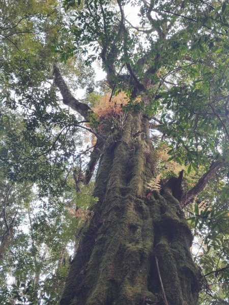 霞喀羅古道全線解鎖（石鹿到養老）2961022