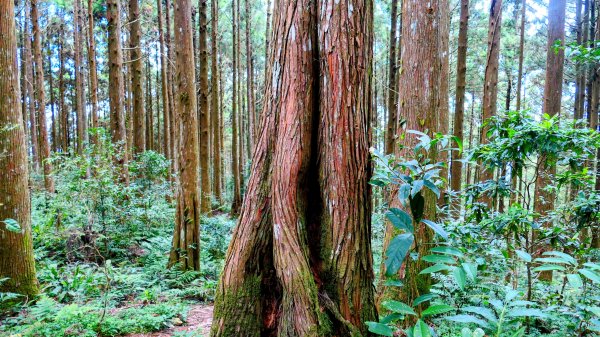 油羅山(一上三下)2959182