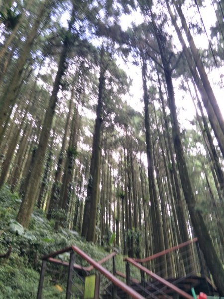 奮起湖歩l道，神社，杉林木棧道1426356