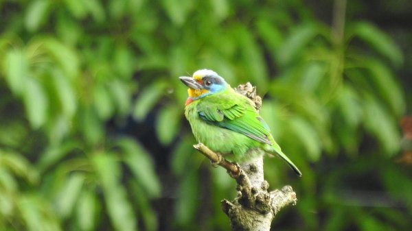 陽明山趴趴走 #琉璃光雲海 ，首拍 #綠鳩 4/272770731