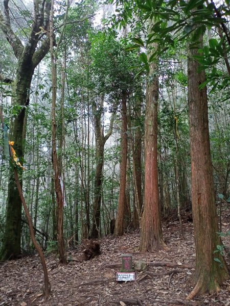 【谷關七熊,山林美境尋寶趣】屋我尾山步道1108296