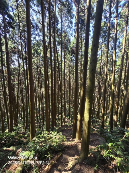 2025-03-22油羅山步道2743439
