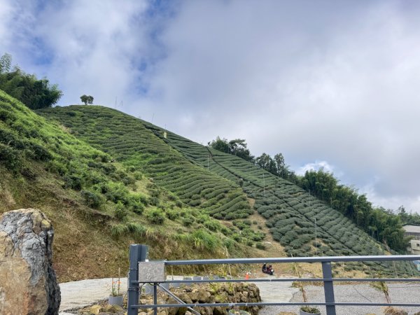 羊彎上武岫大崙山茶園尋山頭2824889