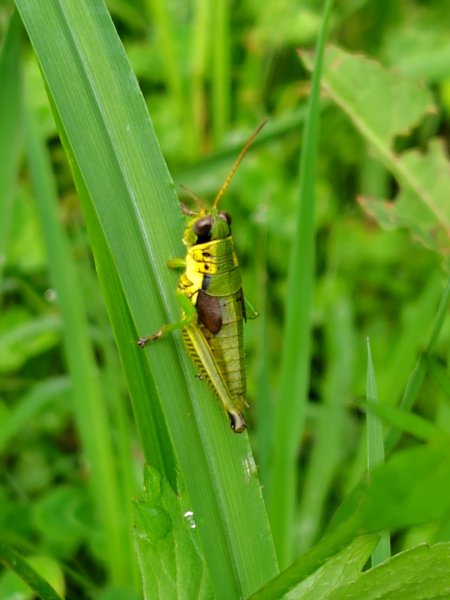 沙里仙林道、沙里仙溪、同富山/埔沙山、東埔山、阿毛巨木2812460