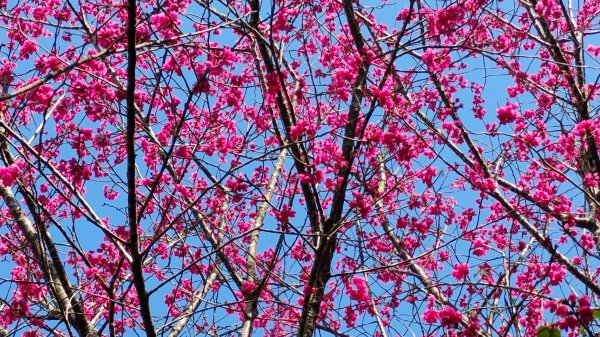 年前練練腳台北西湖近郊13連峰O型2999231