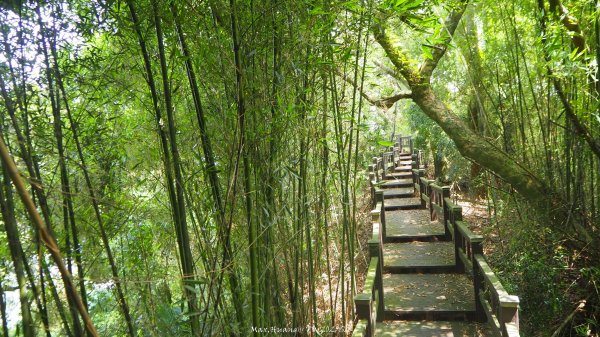 《台中》貓仔龍貓｜后里鳳凰山觀音山登山步道O繞202505042777249