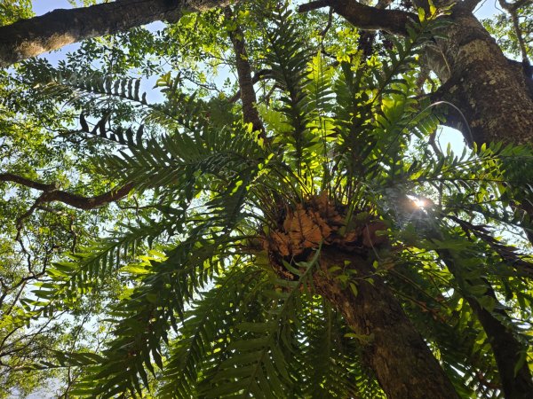 卓社大山〔武界栗栖溪登山口起登〕2748383