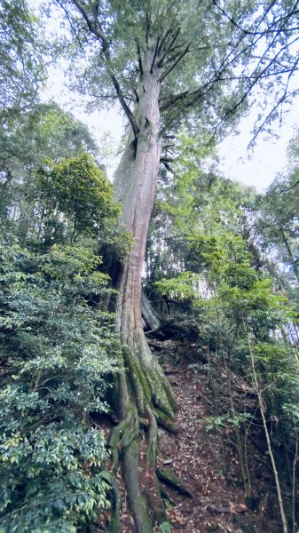 新竹檜山巨木群步道982178
