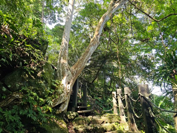 五指山橫向登山步道 - 2024森遊竹縣皮皮獅Hike客任務2555822