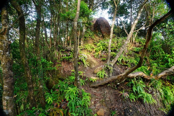 新北 平溪 石燭尖、九龍山、無名尖、中埔崙3099248
