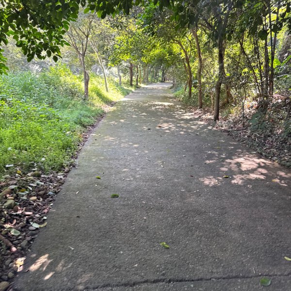 20250927 彰化－臺灣百大必訪步道坑內坑森林步道2969089