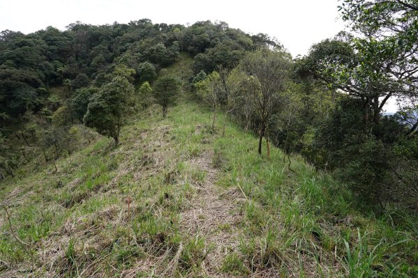 新北 烏來 大桶山、火燒樟山2728793