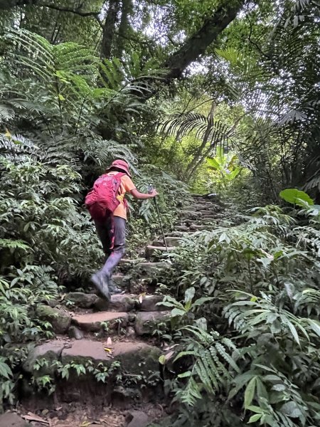 溪洲山連走頭寮山(溪頭縱走) 202408042565367