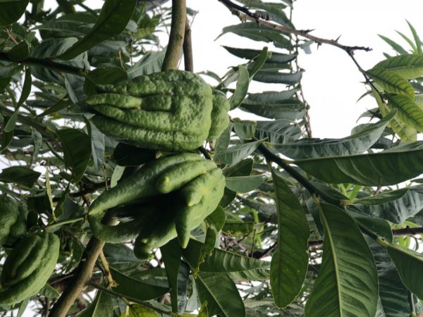 後棟山經挑筍古道上大尖山再走樟湖山1100359