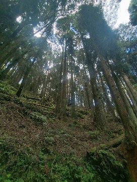 特富野古道2349560