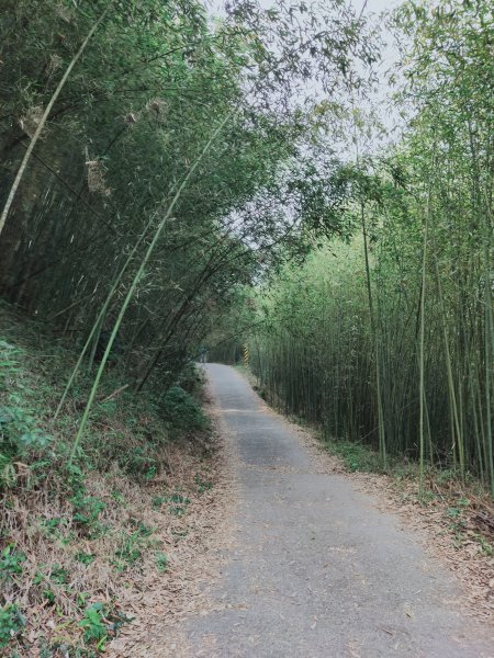 關仔嶺大凍山步道1305768