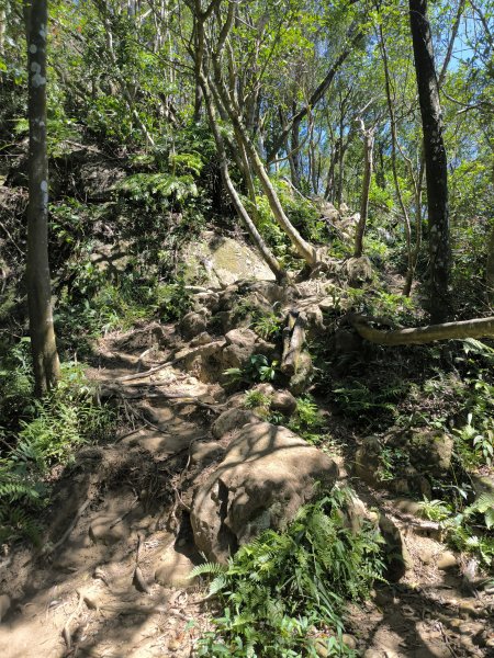 20251004微笑山線：【二格山系】筆架連峰段2904523