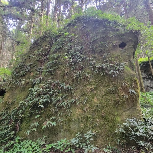 阿里山頂湖步道＞大凍山＞頂湖自然生態區2505510