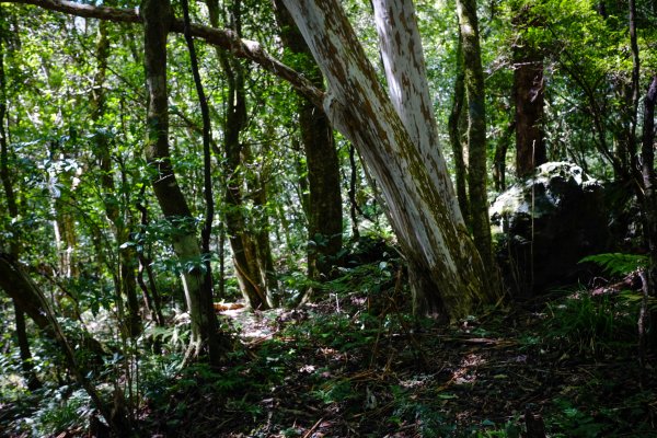 桃園復興區 處暑‧北插天山岩戶線2868419